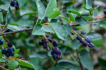 Purple fruits of shadbush serviceberry. closeup of Berry from the Amelanchier lamarckii, also called juneberry, serviceberry or shadbush, blooming in springの写真素材