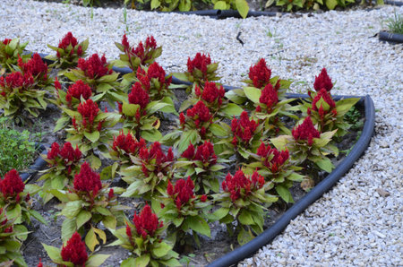 A full flower bed, containing pink, yellow, blue and orange flowers in a sidewalk. Lush flower beds...