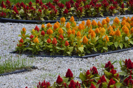 A full flower bed, containing pink, yellow, blue and orange flowers in a sidewalk. Lush flower beds in the summer garden. A bright sunny day.delightful flower bed in the summer parkの写真素材