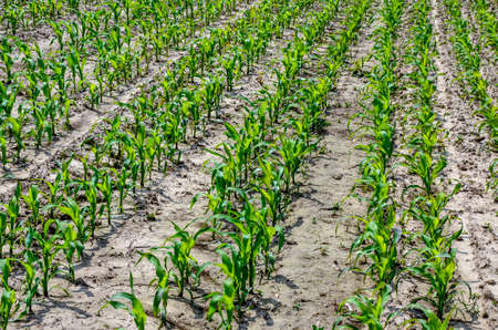 an agricultural field on which grow up young corn. Green field at the sunset. Young corn field on a spring morning very shallow depth of field.の写真素材