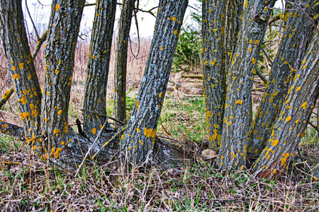 Yellow lichen on the bark of a tree. Tree trunk affected by lichen. Moss on a tree branch. Textured...