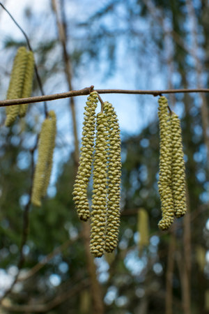 Catkins of common hazel (lat. Corylus avellana) close-upの写真素材