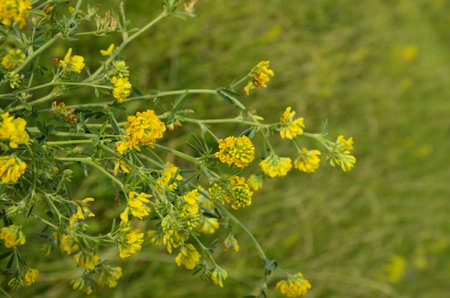 Closeup of yellow lucerne, Medicago falcata.group of Medicago falcata yellow flowers