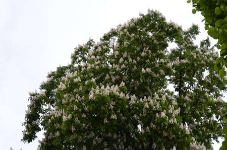 Blooming chestnut tree. Blossoming Horse Chestnut Tree On The Street. Flowers of chestnut trees in spring in the parkの写真素材