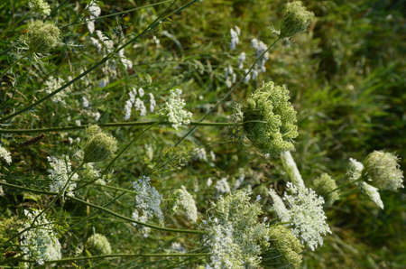 Daucus carota known as wild carrot blooming plantの写真素材