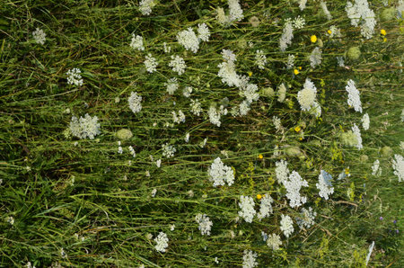 Daucus carota known as wild carrot blooming plant