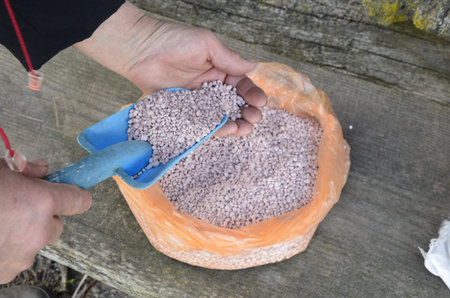 farmer picks up fertilizer.Nitrogenous fertilizer.Fertilizer granules.close up chemical Fertilizer...