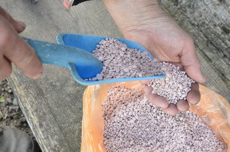 farmer picks up fertilizer.Nitrogenous fertilizer.Fertilizer granules.close up chemical Fertilizer...