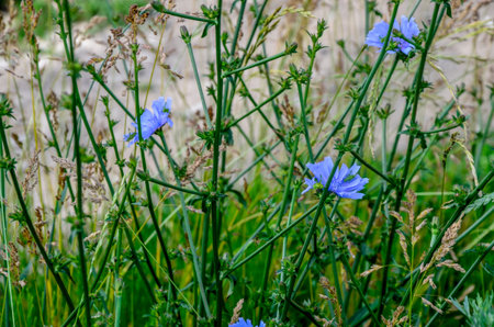 Blue Chicory Flowers, chicory wild flowers on the field. Blue flower on natural background. Flower...