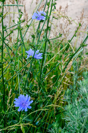 Blue Chicory Flowers, chicory wild flowers on the field. Blue flower on natural background. Flower...