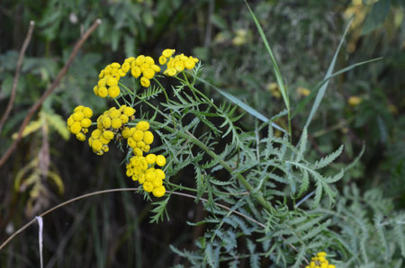 Tansy (Tanacetum vulgare) also known as common tansy.Fresh Yellow Tansy Flowers Blooming In...