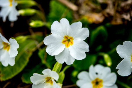 Primrose, Detail of flower of Primula vulgaris. The common primrose or English primrose, European...
