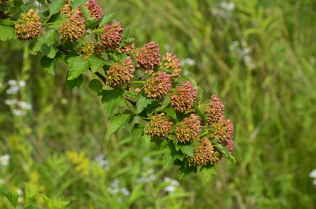 flowers of common ninebark, Physocarpus opulifolius, Physocarpus opulifolius Luteus - Ninebark