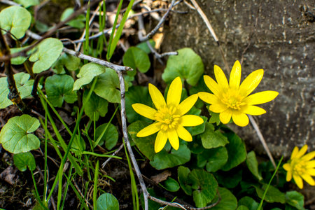 Closeup of clump of spring yellow flowers, Ficaria verna, (formerly Ranunculus ficaria L.) commonly known as lesser celandine or pilewortの写真素材