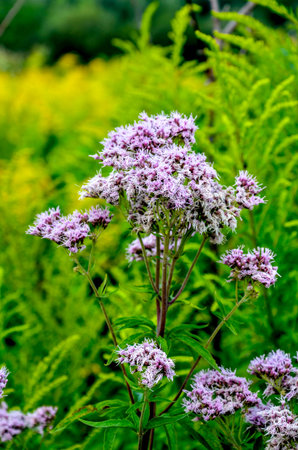 Pink Eupatorium cannabinum, commonly known as hemp-agrimony in flower. Wild pink flowers of...