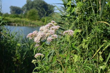 Pink Eupatorium cannabinum, commonly known as hemp-agrimony in flower. Wild pink flowers of...