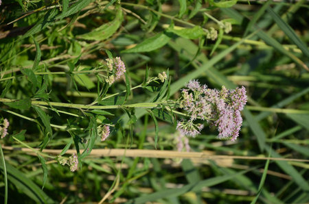 Pink Eupatorium cannabinum, commonly known as hemp-agrimony in flower. Wild pink flowers of...