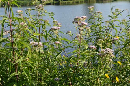 Pink Eupatorium cannabinum, commonly known as hemp-agrimony in flower. Wild pink flowers of...
