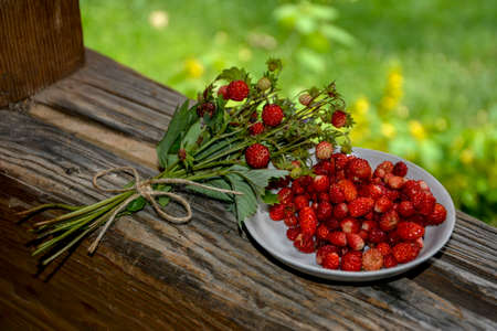 Bouquet of wild strawberries. Bouquet of Strawberries on an Old Stump in the Woods. Closeup of a wild Strawberry With Berries and floretsの写真素材