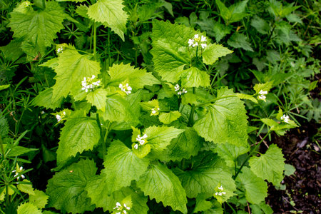 Hedge Garlic plants (Alliaria petiolata) with blossoms and green leaves. Alliaria petiolata, or...