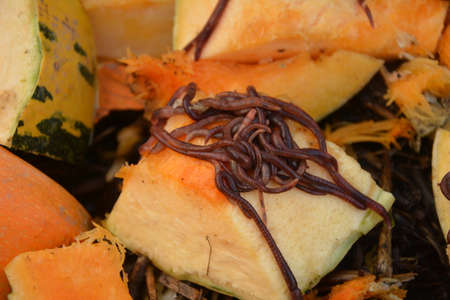 Earthworms (Eisenia foetida) called Tennessee Wiggler for Fishing or Compost.Mother stock of worms for manure processing.の写真素材