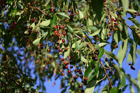 Branches with ripe fruits of wild black cherry (Prunus serotina). Prunus Serotina, commonly called: wild, rum or mountain black cherry, is a deciduous tree or shrub in the family Rosaceae.の写真素材