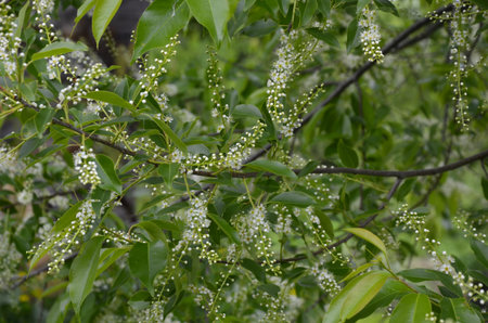 Blossoming branches of Prunus serotina in May. Wild black cherry (Prunus serotina) blossoms shine...