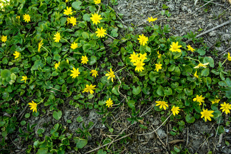 Closeup of clump of spring yellow flowers, Ficaria verna, (formerly Ranunculus ficaria L.) commonly...