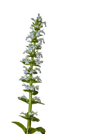 Blooming flowers plants Stachys recta (stiff hedgenettle, perennial yellow-woundwort). Fresh leaves and white inflorescence of Stachys recta plant.Isolated.の写真素材