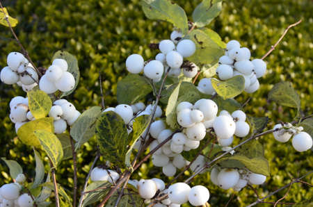 Symphoricarpos albus (Common Snowberry) plant with white berries. Caprifoliaceae or honeysuckle family.の写真素材