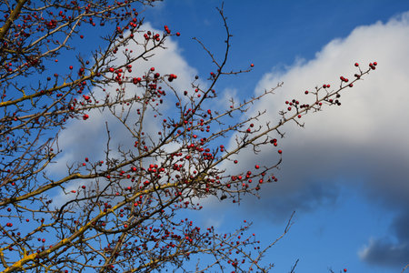 Red berries in autumn garden. Red fruits of Crataegus monogyna, known as hawthorn or single-seeded hawthorn (mayblossom, maythorn, quickthorn, whitethorn, motherdie, haw) Hawthorn against blue skyの写真素材