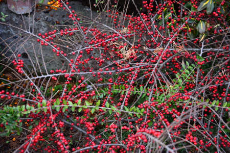 Bright red berries of bearberry cotoneaster (Cotoneaster dammeri) with green leaves after rainの写真素材