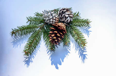 Top view of green fir tree spruce branch with needles on white backgroundの写真素材