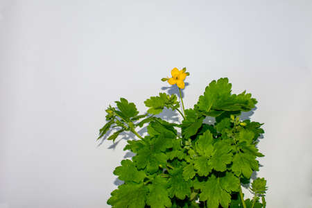 Greater Celandine (Tetterwort, Swallowwort or Chelidonium Majus) flower Isolated on White Background.の写真素材