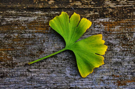 Ginkgo leaves on an old wood table.の写真素材