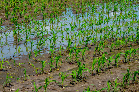 Flooded corn field after heavy rains and storms in summer. Difficulties and losses in agriculture...