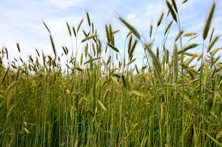 Selective focus of young green rye the field in countryside, Texture of soft ears of wheat in the...