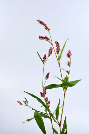 Bistorta affinis Knot weed Polygonum pensylvanicum flower isolated on white .Long-bristled Smartweed (Oriental Lady's-thumb) Polygonum caespitosum wild flower isolated on whiteの写真素材
