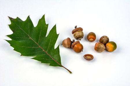 Beautiful oak leaves and acorn on white background with space for text. Quercus rubra, called northern red oak, or champion oak, or Quercus borealis.の写真素材