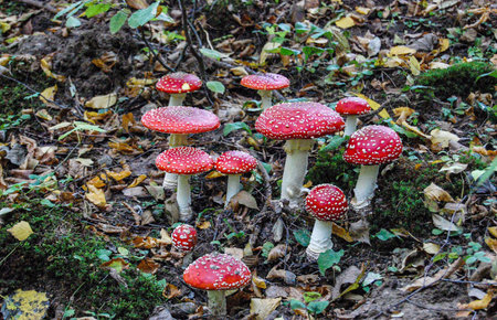 Fly-agaric in a forest, closeup photo .beautiful red fly agarics in the forest .amanita muscaria...