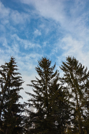 Spruce branch against the sky, ate, background for a card.の写真素材