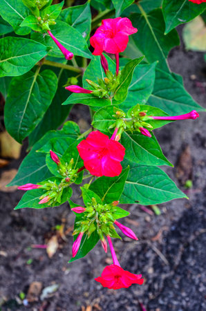 Mirabilis jalapa or The Four o' Clock Flower with water drops after rain in the night .Natural wallpaper. beautiful background for design. Soft selective focus.の写真素材