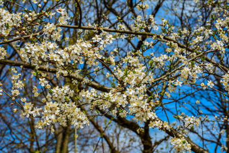 Plum tree in blossom. Bright spring sky on the background.Beautiful spring blossoming plum treeの写真素材