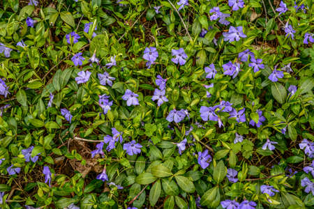 Beautiful purple flowers of vinca on the background of green leaves. Vinca minor (small periwinkle, small periwinkle, ordinary periwinkle) as decoration of garden. close-up. Concept of nature for design.の写真素材