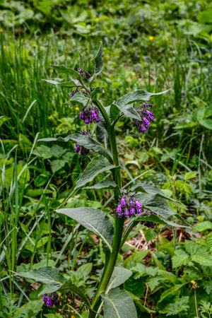 In the meadow, among wild herbs the comfrey (Symphytum officinale) is blooming .In the meadow, among wild herbs the comfrey is bloomingの写真素材