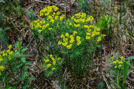 Cypress spurge (Euphorbia cyparissias).detail of cypress spurge flowers (Euphorbia cyparissias) with blurred background .の写真素材