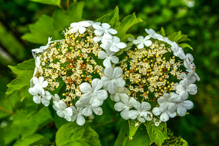 Viburnum flowering bush Vibrnum pulus close-up of small white viburnum flowers on a tree branch .Viburnum plicatum flowering spring white flowers.の写真素材