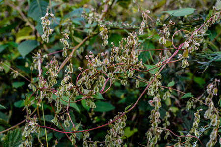 Heart shaped bindweed (Fallopia Convolvulus) at a fenceの写真素材