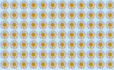 Close up background of chamomile flowers .Pretty floral pattern for print.の写真素材