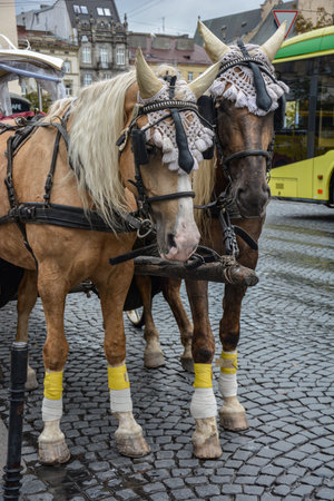 Lviv.Ukraine.September 2021.brown horses with blond manes carrying a horse carriage of the opening procession of a bavarian beerfest, a festival fair through the streetsのeditorial素材
